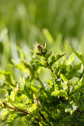 Similar image 2956569