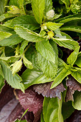 Similar image 2956600