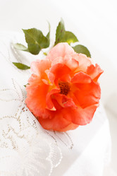 Similar image 2956637