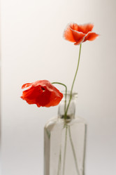 Similar image 2956645