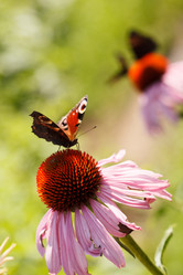 Similar image 2956731