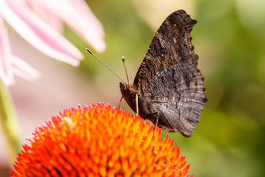 Similar image 2956732