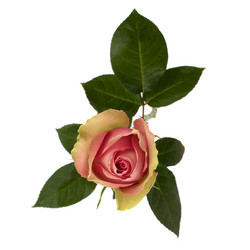 Similar image 2957222