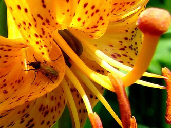 Similar image 2957460