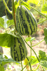 Similar image 2957510