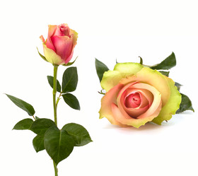 Similar image 2958856