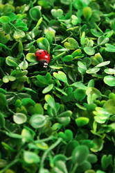 Similar image 2960267