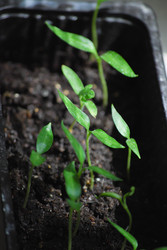 Similar image 2960597