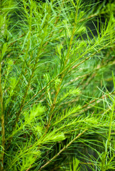 Similar image 2960761