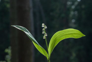 Similar image 2961236