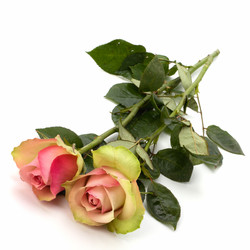 Similar image 2961904