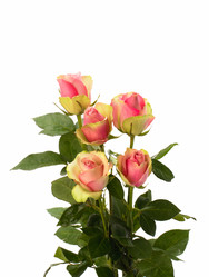 Similar image 2962071