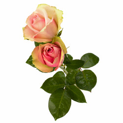 Similar image 2962074