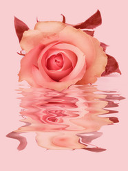 Similar image 2962255