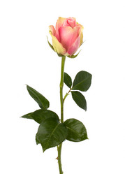 Similar image 2962413