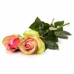 Similar image 2962449