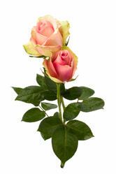 Similar image 2966454