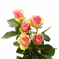 Similar image 2966689