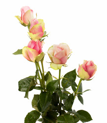 Similar image 2966706