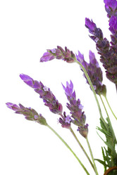 Similar image 2967381