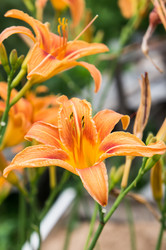 Similar image 2967393