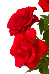 Similar image 2967474