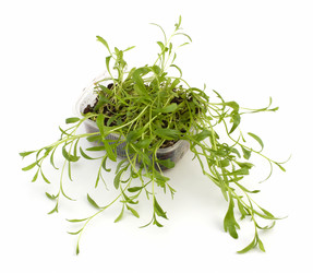 Similar image 2967538