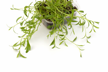 Similar image 2967746