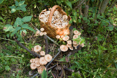 Similar image 2968267