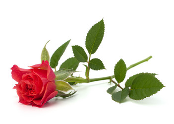 Similar image 2969009