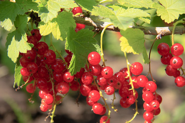 Similar image 2969264