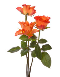 Similar image 2974348