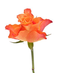 Similar image 2974354