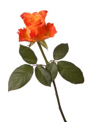 Similar image 2974449