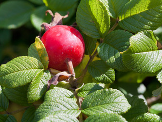 Similar image 2975132