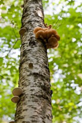 Similar image 2975334