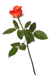 Similar image 2975407