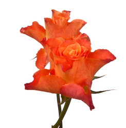 Similar image 2975629