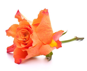 Similar image 2975838