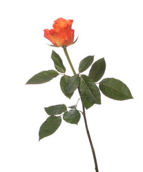 Similar image 2975841