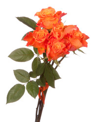 Similar image 2975929