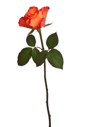 Similar image 2975963