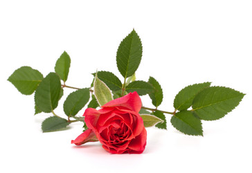 Similar image 2976255