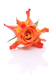 Similar image 2976392