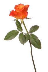 Similar image 2976658