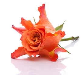 Similar image 2977038