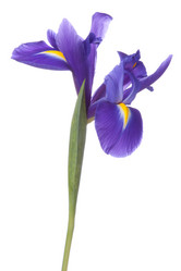 Similar image 2977164