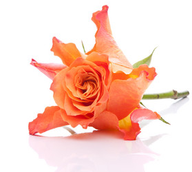 Similar image 2977174