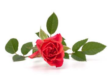 Similar image 2977371