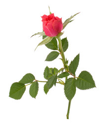 Similar image 2977485